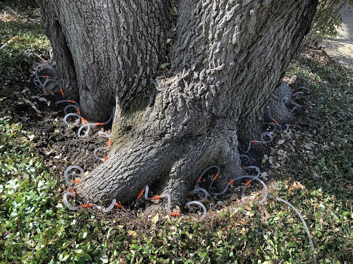 Detailed Tree Cabling and Bracing job site in Cedar Glen